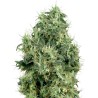 WHITE GOLD · White Label  Seeds · cannabis samen · Fem