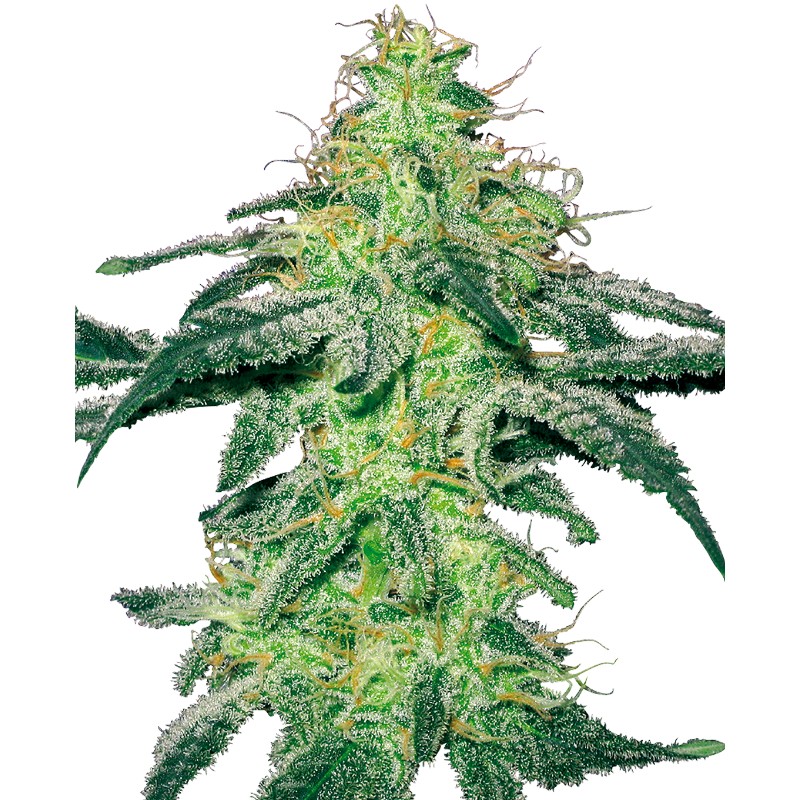 WHITE SKUNK · White Label Seeds · cannabis samen · Fem