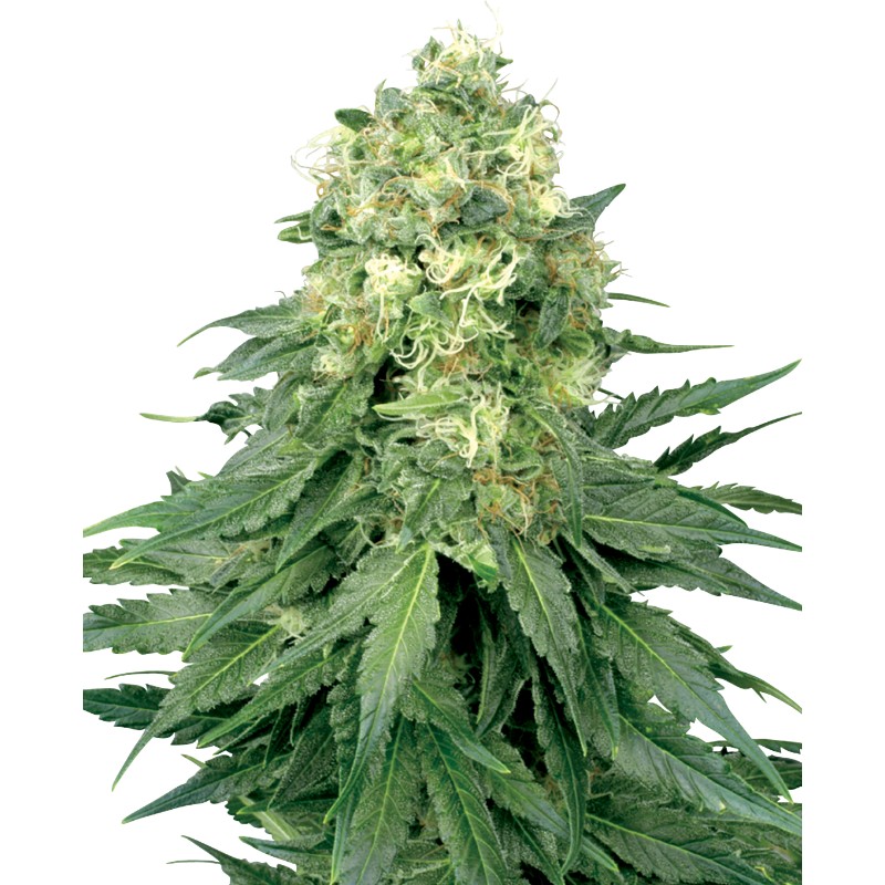 WHITE WIDOW · White Label Seeds · cannabis seeds · Fem