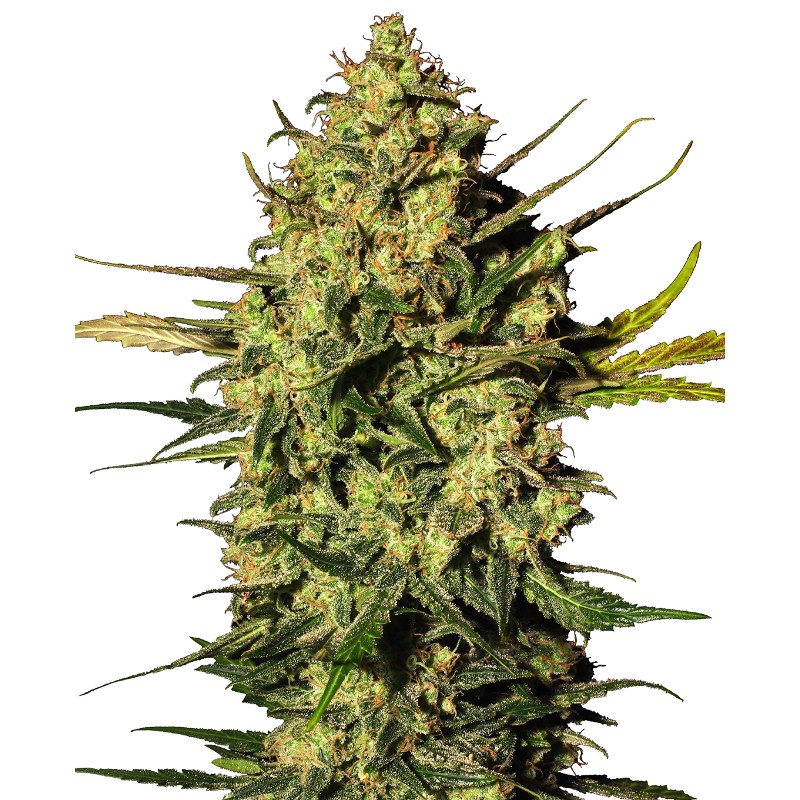 MASTER KUSH AUTOMATIC · White Label  Seeds · kaufen cannabis samen · AutoFem