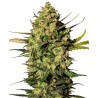 MASTER KUSH AUTOMATIC · White Label  Seeds · graines de cannabis · AutoFem