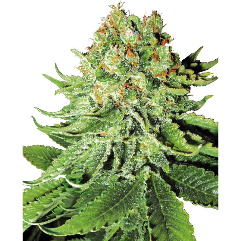 NORTHERN LIGHTS AUTO · White Label Seeds · sementes de maconha · AutoFem