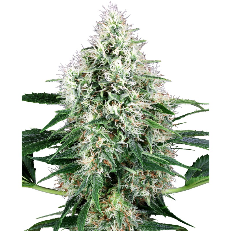 PURE POWER PLANT AUTOMATIC · White Label Seeds · cannabis seeds · AutoFem