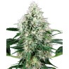 PURE POWER PLANT AUTOMATIC · White Label  Seeds · graines de cannabis · AutoFem
