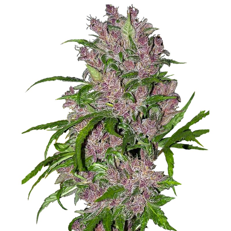 PURPLE BUD AUTOMATIC · White Label  Seeds · kenevir tohum · AutoFem