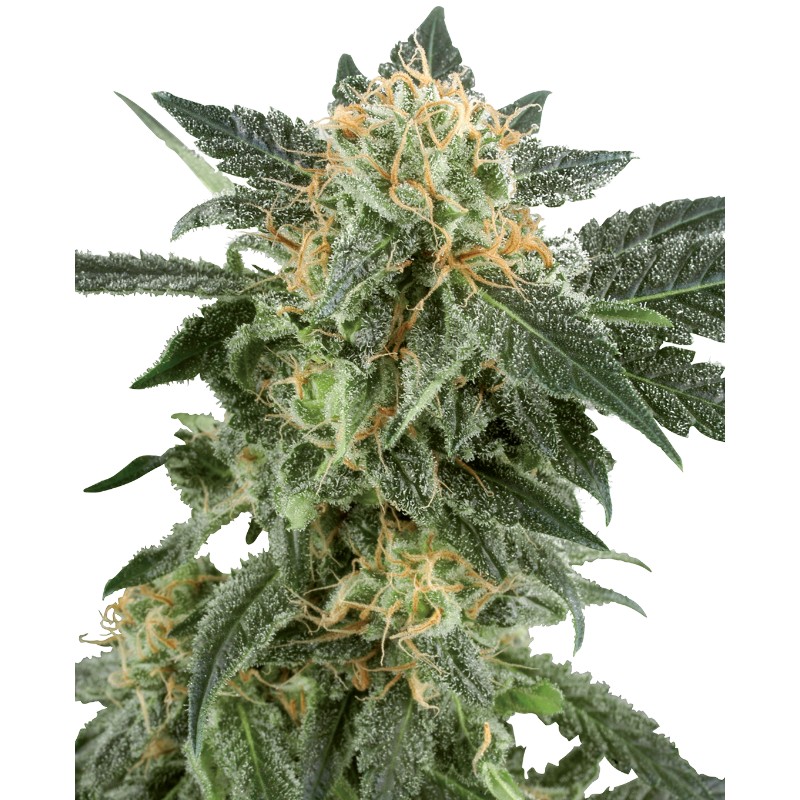SNOW RYDER · White Label Seeds · cannabis seeds · AutoFem