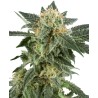 SNOW RYDER · White Label  Seeds · kenevir tohum · AutoFem