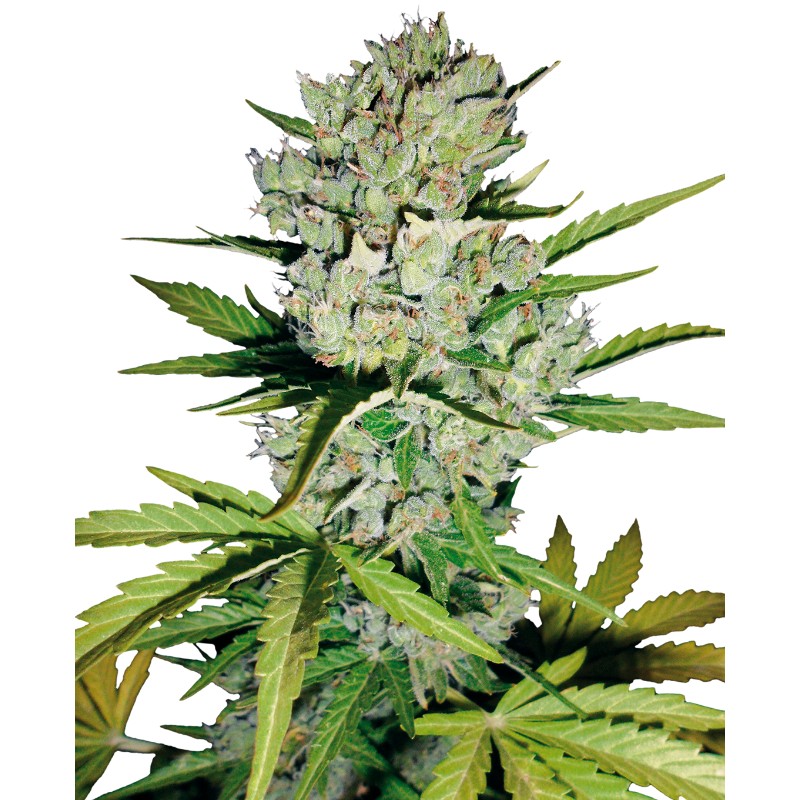 SUPER SKUNK AUTOMATIC · White Label Seeds · graines de cannabis · AutoFem