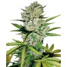 SUPER SKUNK AUTOMATIC · White Label  Seeds · graines de cannabis · AutoFem