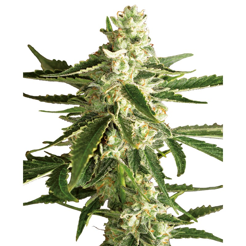 WHITE DIESEL HAZE AUTO · White Label  Seeds · kenevir tohum · AutoFem