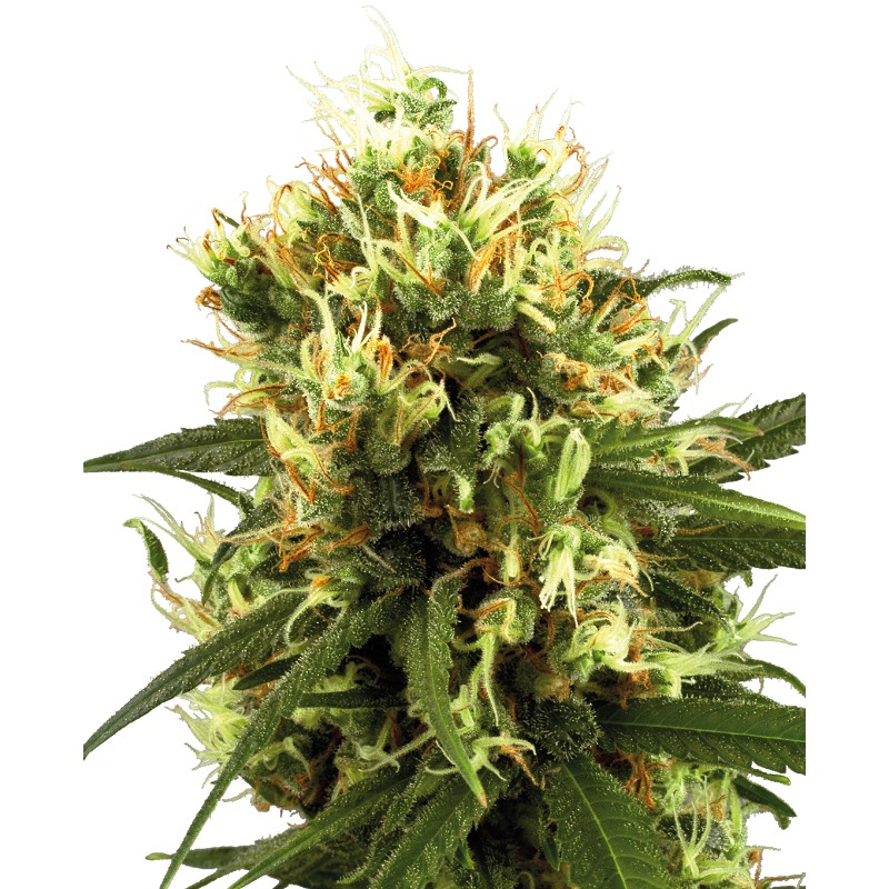 WHITE HAZE AUTOMATIC · White Label Seeds · sementes de maconha · AutoFem