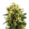 WHITE HAZE AUTOMATIC · White Label  Seeds · sementes de maconha · AutoFem