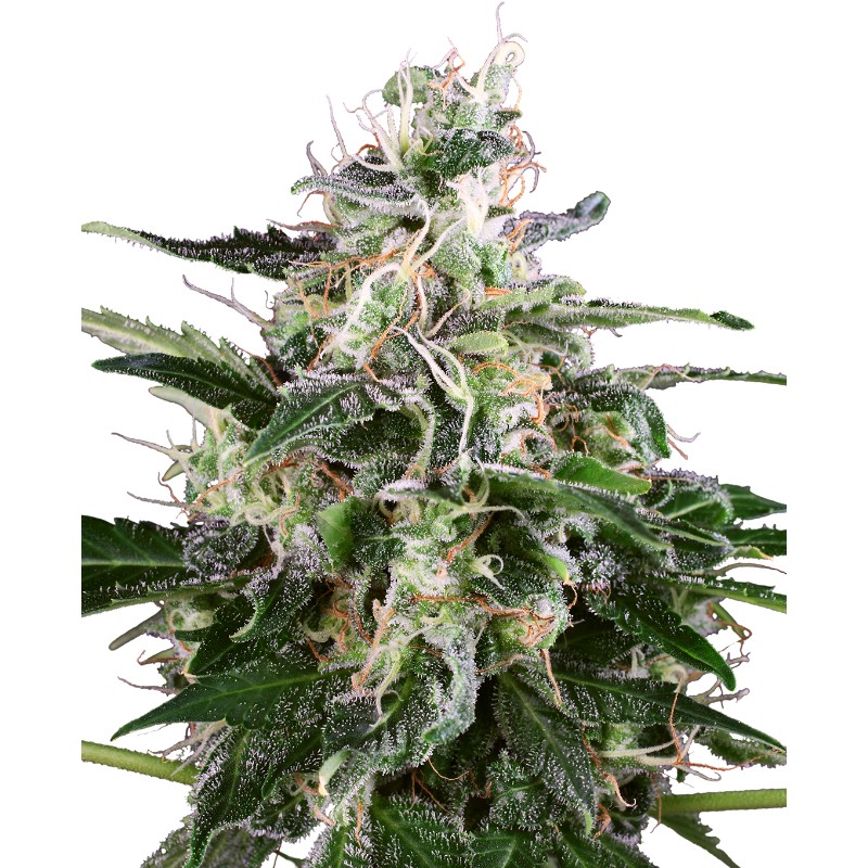 WHITE SKUNK AUTOMATIC · White Label  Seeds · sementes de maconha · AutoFem