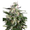 WHITE SKUNK AUTOMATIC · White Label  Seeds · graines de cannabis · AutoFem