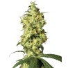 WHITE WIDOW AUTOMATIC · White Label  Seeds · sementes de maconha · AutoFem