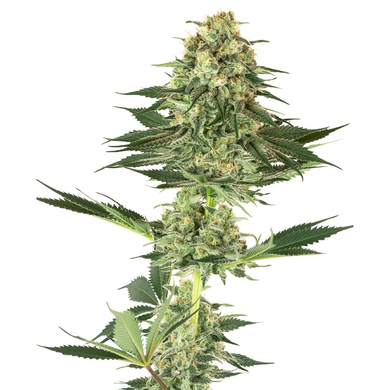 BANANA KUSH · White Label Seeds · sementes de maconha · Fem