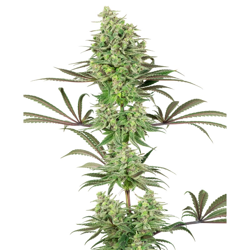 DOUBLE BANANA KUSH · White Label Seeds · sementes de maconha · Fem