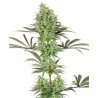 DOUBLE BANANA KUSH · White Label  Seeds · sementes de maconha · Fem