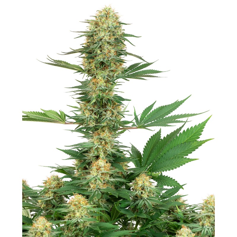 GELATO 420 · White Label  Seeds · cannabis samen · Fem