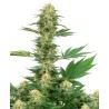 GELATO 420 · White Label  Seeds · sementes de maconha · Fem