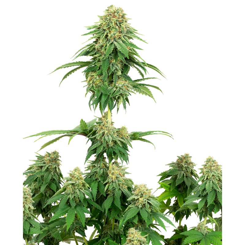 GIRL SCOUT COOKIES · White Label Seeds · graines de cannabis · Fem