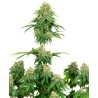 GIRL SCOUT COOKIES · White Label  Seeds · sementes de maconha · Fem