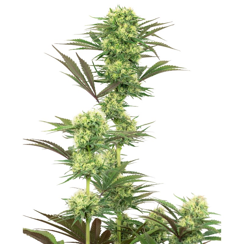 GUAVA JELLY · White Label  Seeds · cannabis seeds · Fem