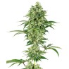 NICOLE HINDU KUSH · White Label  Seeds · sementes de maconha · Fem