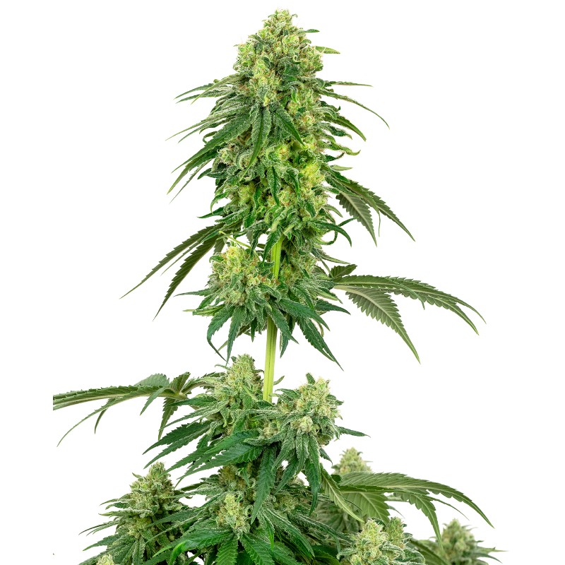 STRAWBERRY KUSH · White Label  Seeds · cannabis samen · Fem