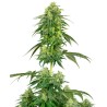 STRAWBERRY KUSH · White Label  Seeds · cannabis samen · Fem