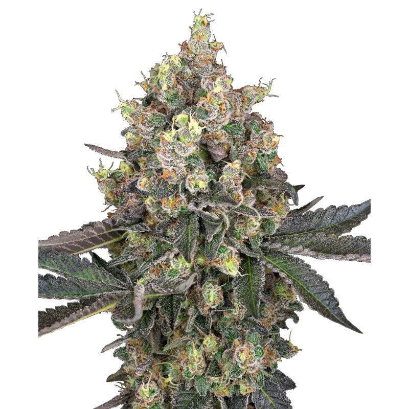 SWEET BERRY BREEZE · White Label Seeds · sementes de maconha · Fem