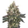 SWEET BERRY BREEZE · White Label  Seeds · graines de cannabis · Fem