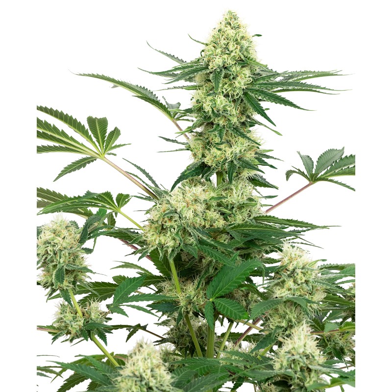 WEDDING CHEESECAKE · White Label  Seeds · sementes de maconha · Fem