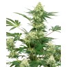 WEDDING CHEESECAKE · White Label  Seeds · graines de cannabis · Fem