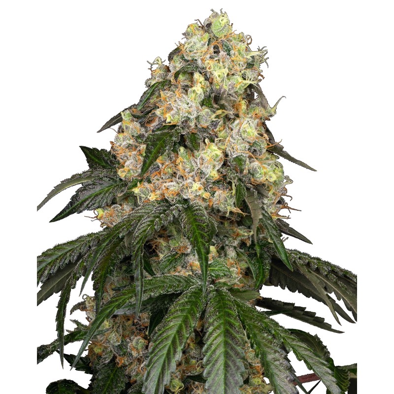WHITE BISCOTTI OG XXL · White Label  Seeds · sementes de maconha · Fem