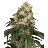 WHITE BISCOTTI OG XXL · White Label  Seeds · cannabis seeds · Fem