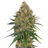 WHITE CHEESE · White Label  Seeds · sementes de maconha · Fem