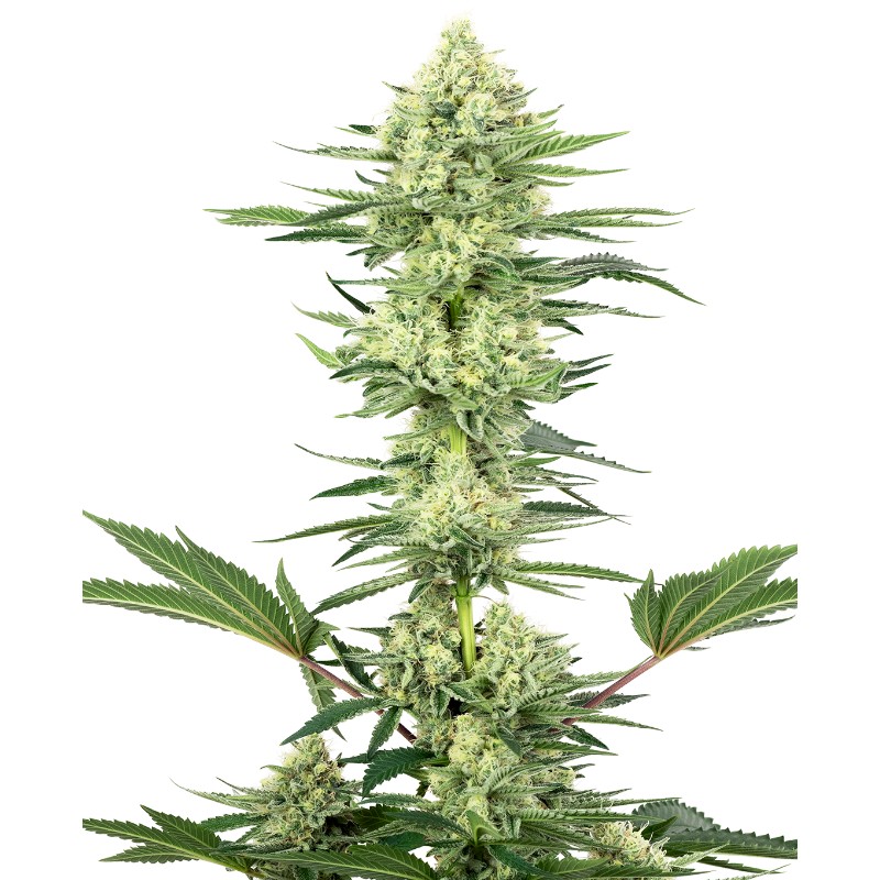 WHITE GORILLA HAZE · White Label  Seeds · cannabis samen · Fem