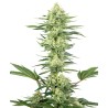 WHITE GORILLA HAZE · White Label  Seeds · cannabis samen · Fem