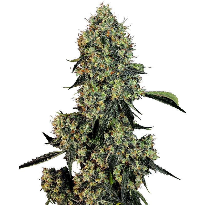 O.G KUSH · White Label Seeds · sementes de maconha · Fem
