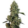 O.G KUSH · White Label  Seeds · graines de cannabis · Fem