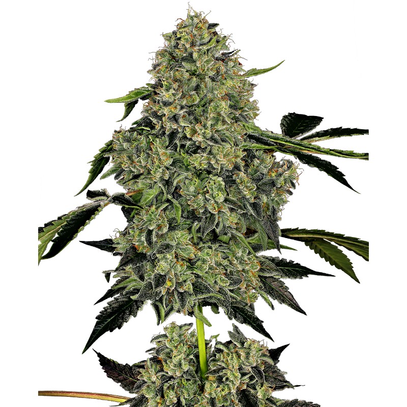 OG KUSH AUTO · White Label Seeds · sementes de maconha · AutoFem