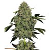 OG KUSH AUTO · White Label  Seeds · cannabis seeds · AutoFem