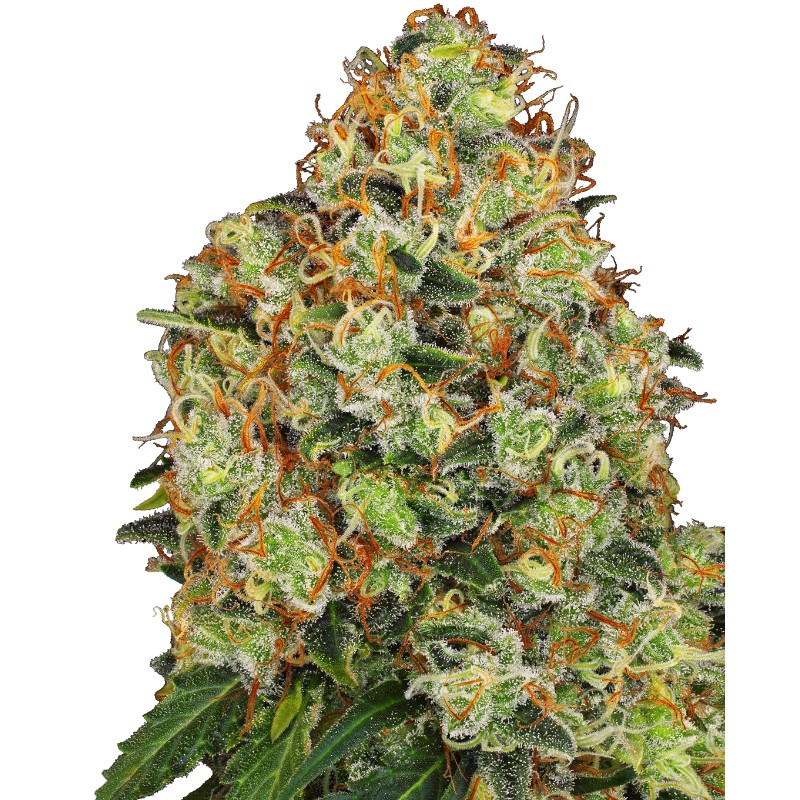 SWEET TANGERINE TANGO AUTO · White Label Seeds · cannabis seeds · AutoFem