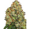 SWEET TANGERINE TANGO AUTO · White Label  Seeds · sementes de maconha · AutoFem