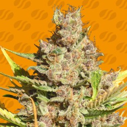 ALIEN GORILLA · Original Sensible Seeds · sementes de maconha · Fem