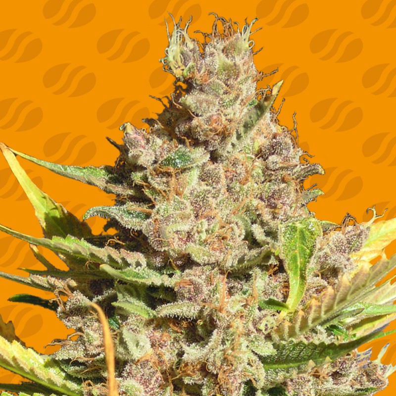 ALIEN GORILLA · Original Sensible Seeds · sementes de maconha · Fem
