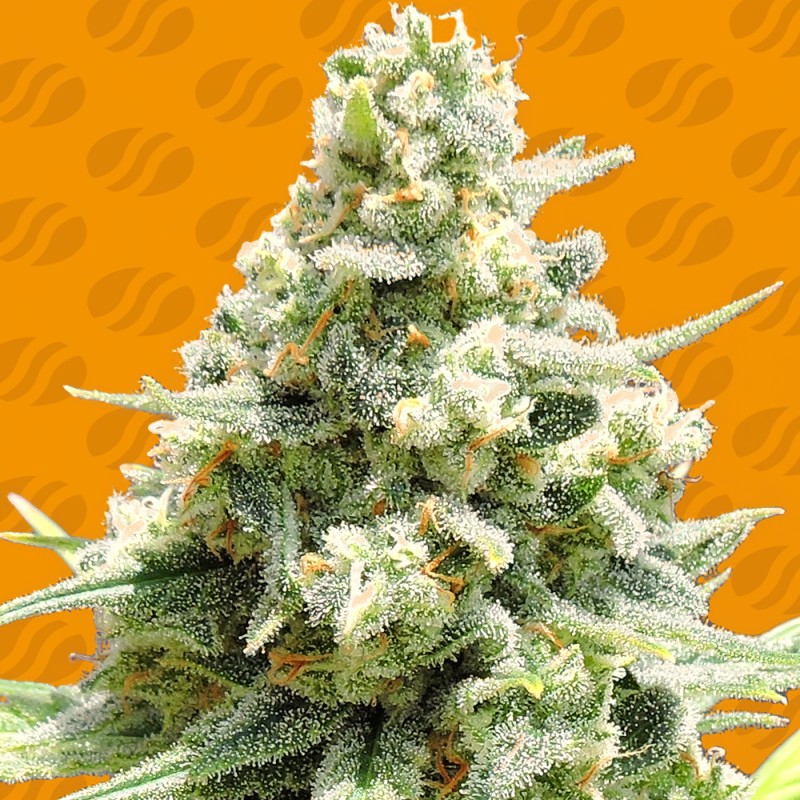 AMNESIA LEMON KUSH · Original Sensible Seeds · kaufen cannabis samen · Fem