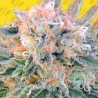 AUTO BLUEBERRY GHOST OG · Original Sensible Seeds · cannabis seeds · AutoFem