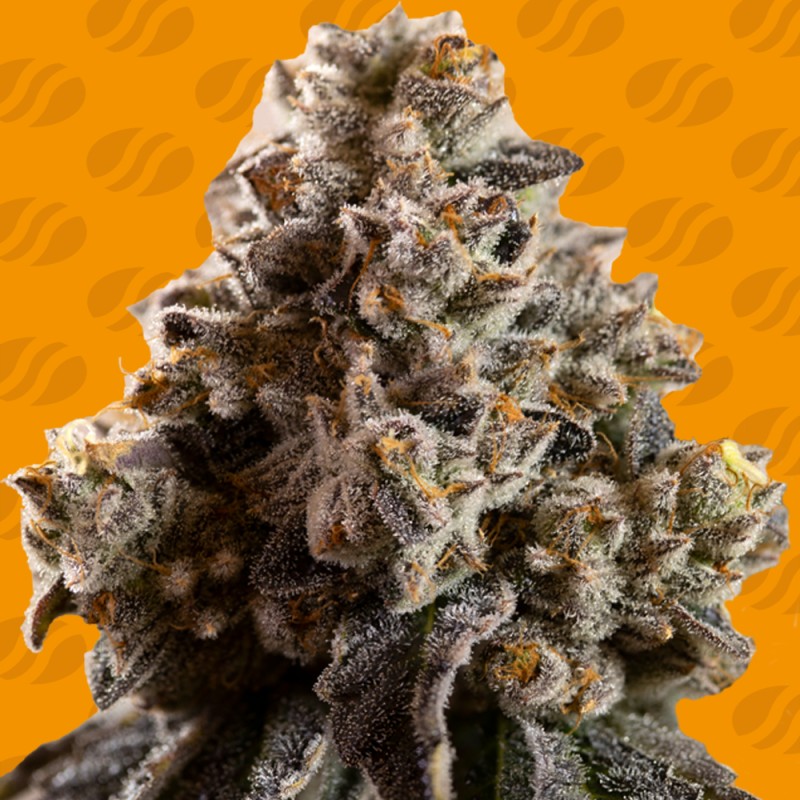 ALIEN MOONROCKS · Original Sensible Seeds · cannabis seeds · Fem